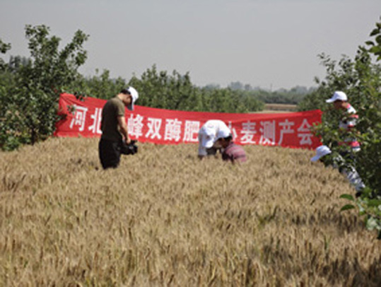 河北草莓视频下载在线观看化肥有限公司——小麦篇